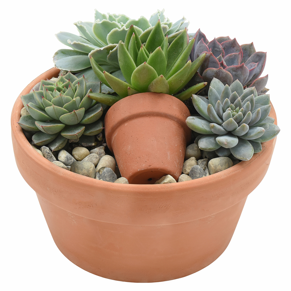 Echeveria mix avec cache-pot en terre-cuite : pot D17cm