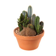 Cactus, variétés variables - coupe en terre cuite D30cm