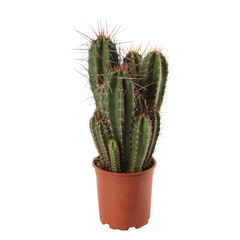 Cactus, variétés variables - pot D21cm
