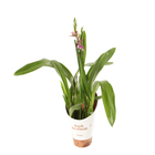 Orchidée Brassia 2 tiges - pot D12 H55