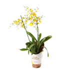 Orchidée oncidium 'Twinkle' 2/3tiges H25cm_ pot D9cm