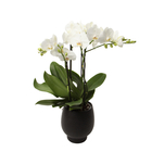 Phalaenopsis 'Impresso' H60cm en Coupe noire D15cm