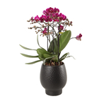 Orchidée Phalaenopsis Bellissimo Amore D15cm H50cm avec cache-pot noir