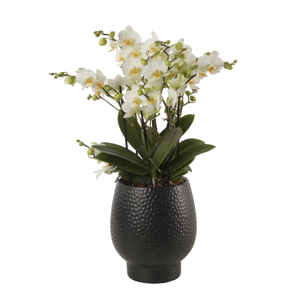 Orchidée Phalaenopsis 'Bellissimo Bella' H50cm en Coupe noire D15cm