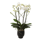 Orchidée - Phalaenopsis Theatro 4T D17-H85 avc cache-pot noir.