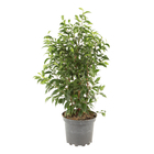 Ficus benjamina vert - Pot D 17cm. Label Fleurs de France