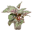 Begonia Rex mix : pot de D. 12 - H.20 cm