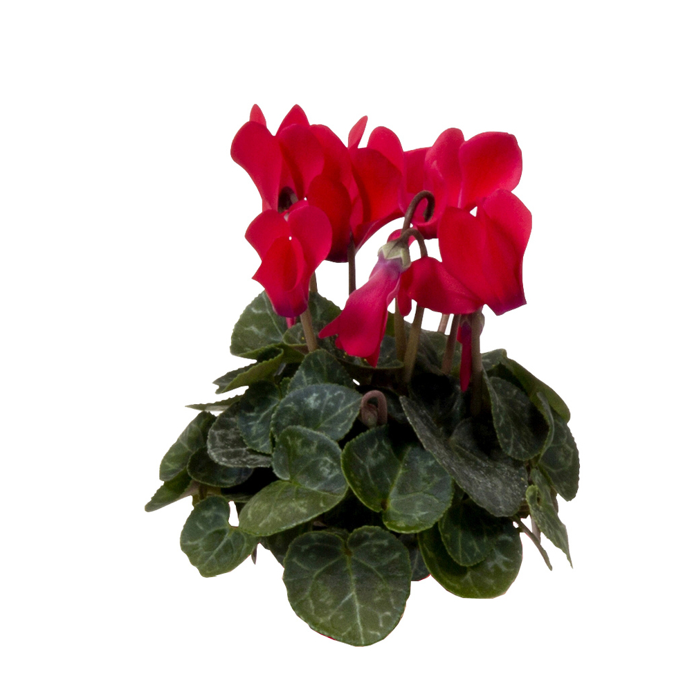 Cyclamen rouge en pot D.6cm
