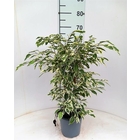 Ficus benjamina 'Twilight' - pot D17cm