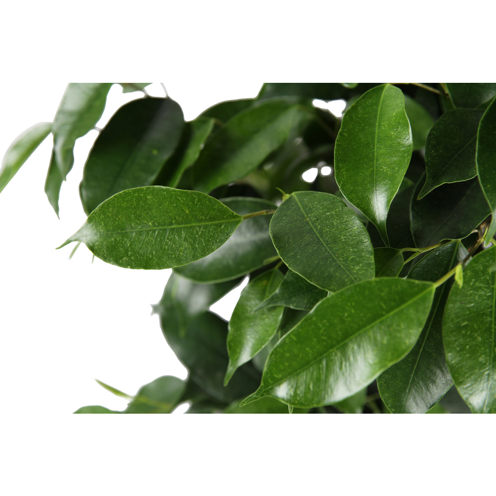 Ficus benjamina 'Green Kinky' - pot D17cm