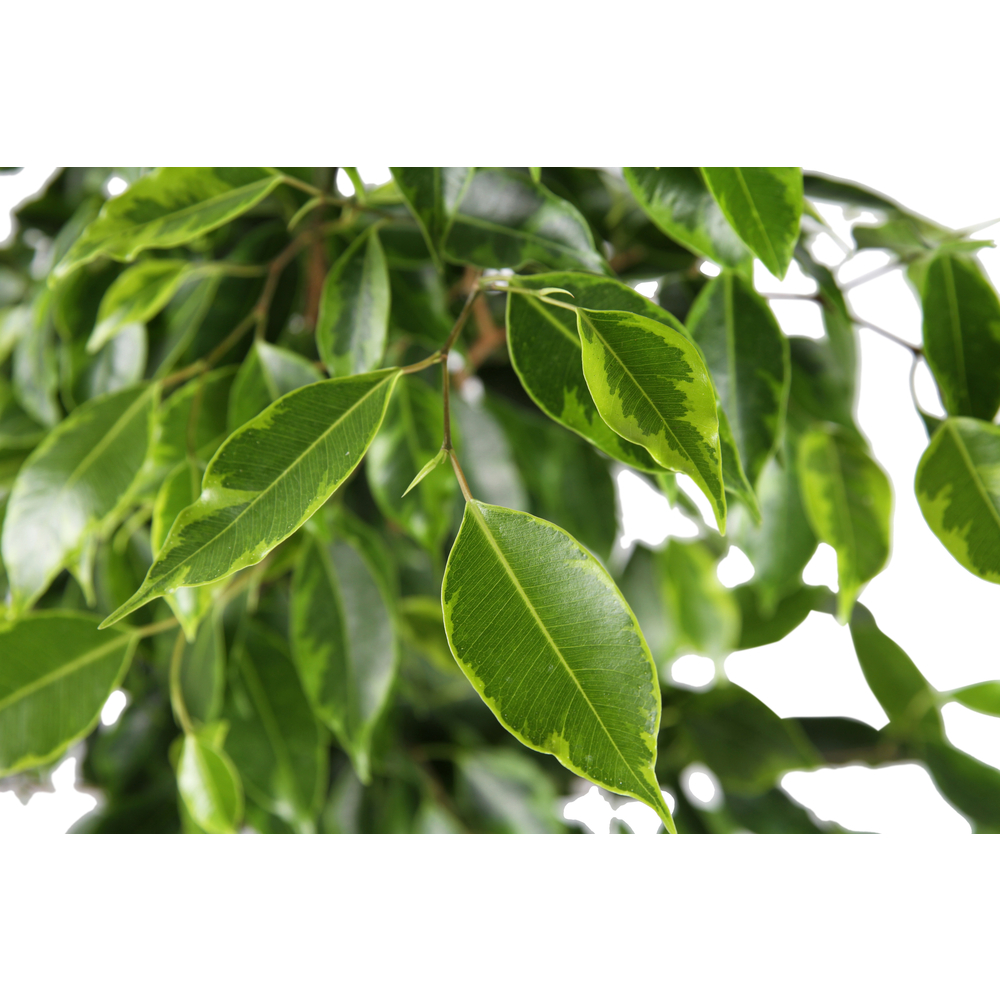 Ficus benjamina 'Aurea' - Pot D17cm