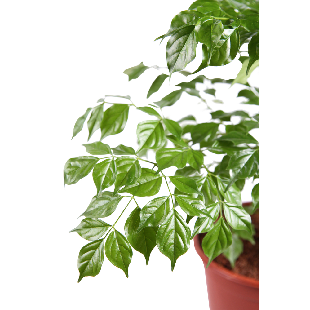 Radermachera : H75 cm pot 17 cm