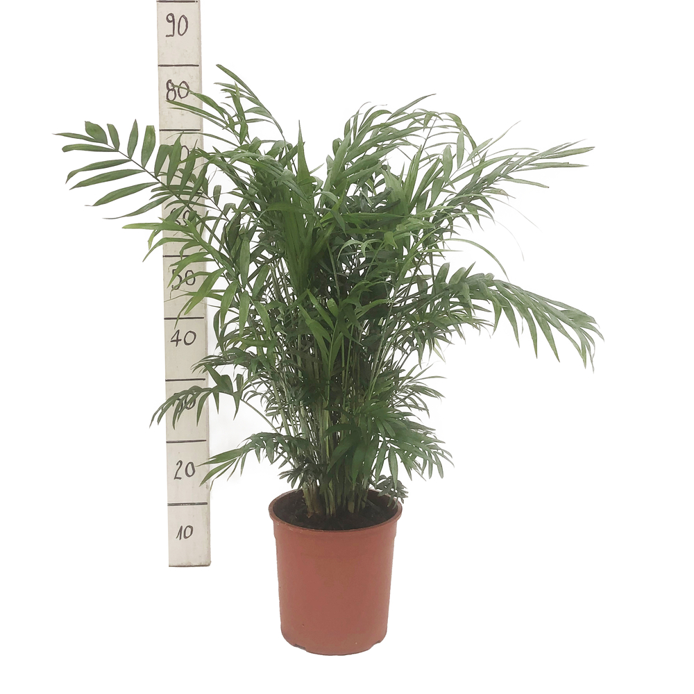 Palmier nain (chamadorea) : pot d.19cm 