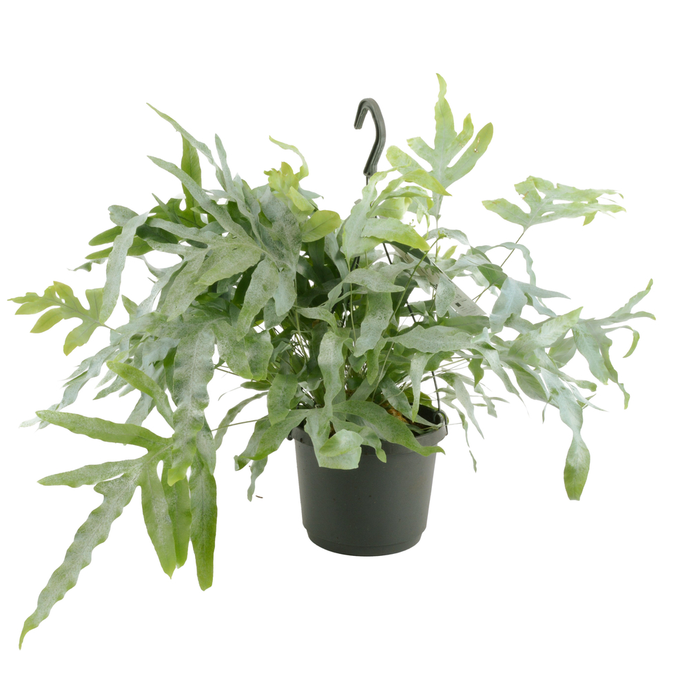 Fougère Phlebodium : pot D17cm