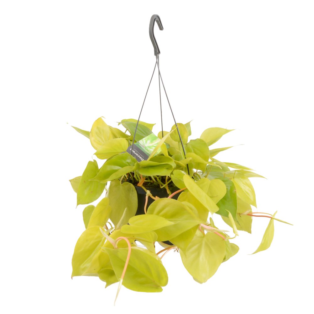 Philodendron scandens - pot D17cm