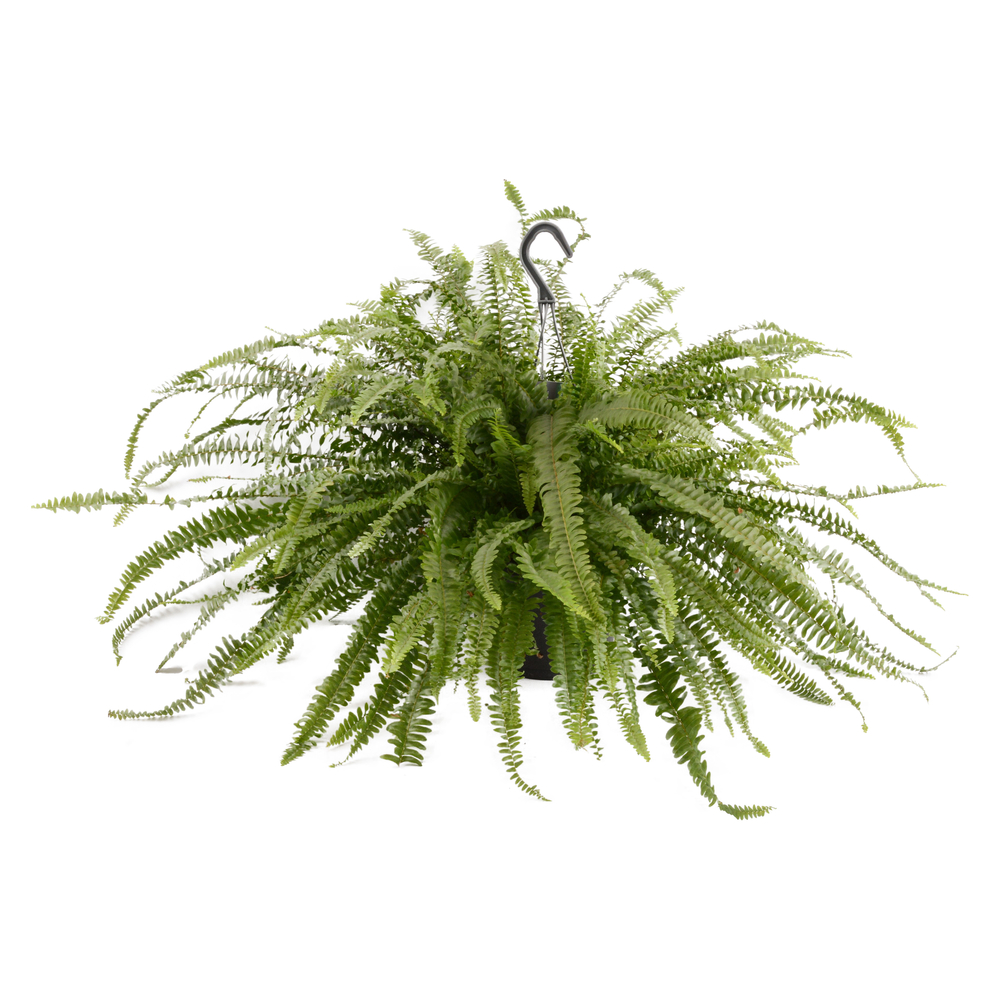 Fougère Néphrolepis : pot D17cm