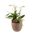 Composition Orchidée avec 3 plantes : pot de D.16cm - H.45cm