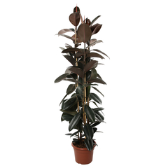 Ficus elastica 'Abidjan': pot de D. 35 cm - H. 180 cm