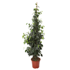 Ficus Benjamina 'Danielle' : pot de D. 22 cm - H. 150 cm