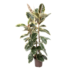 Ficus Elastica mix : pot de D. 20 cm - H. 100 cm