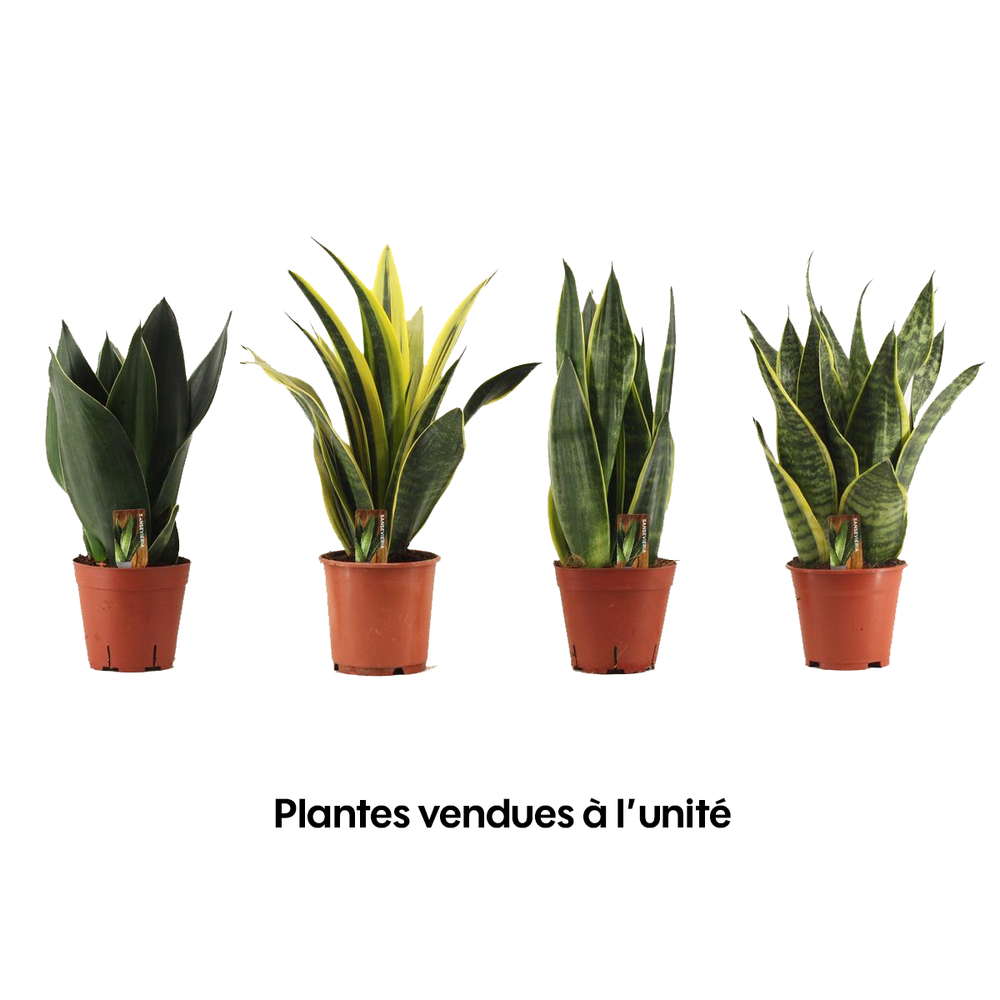 Sansevieria mix, variétés variables : Pot D14cm