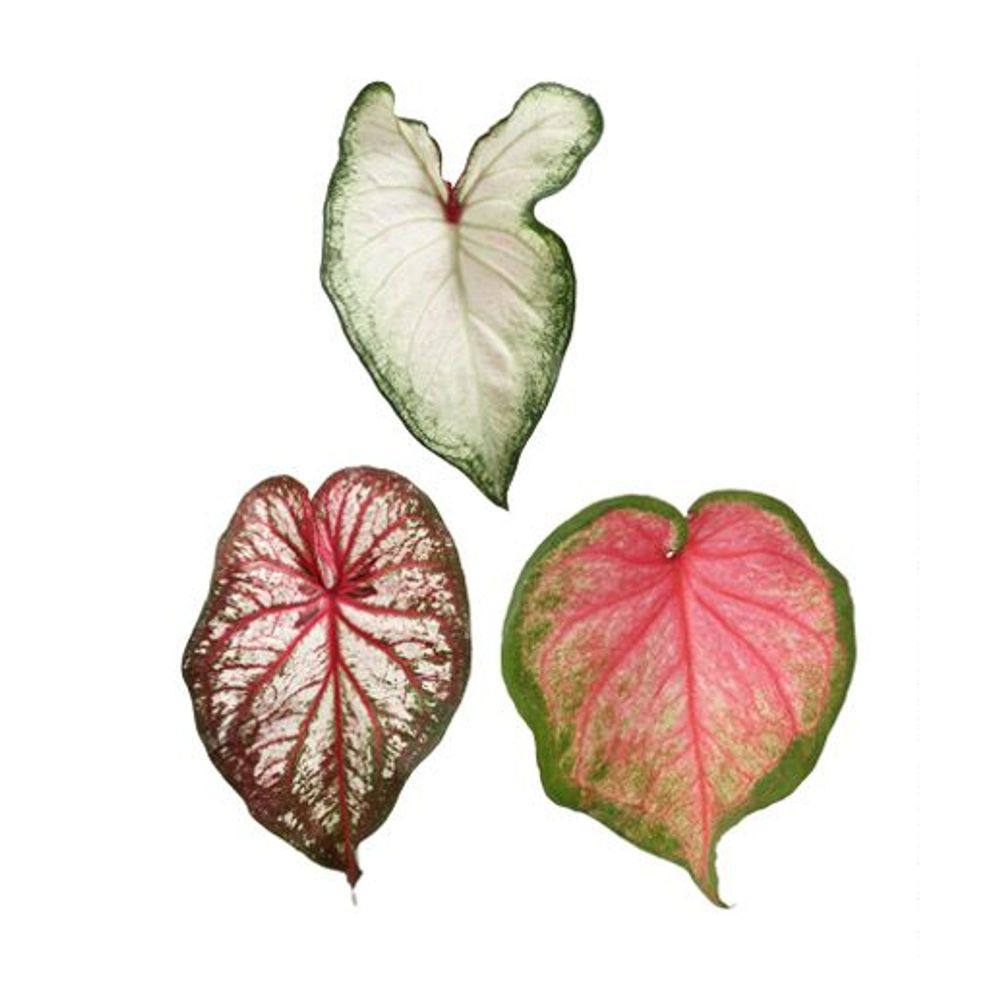 Caladium, variétés variables : H.25cm, pot de D.12cm