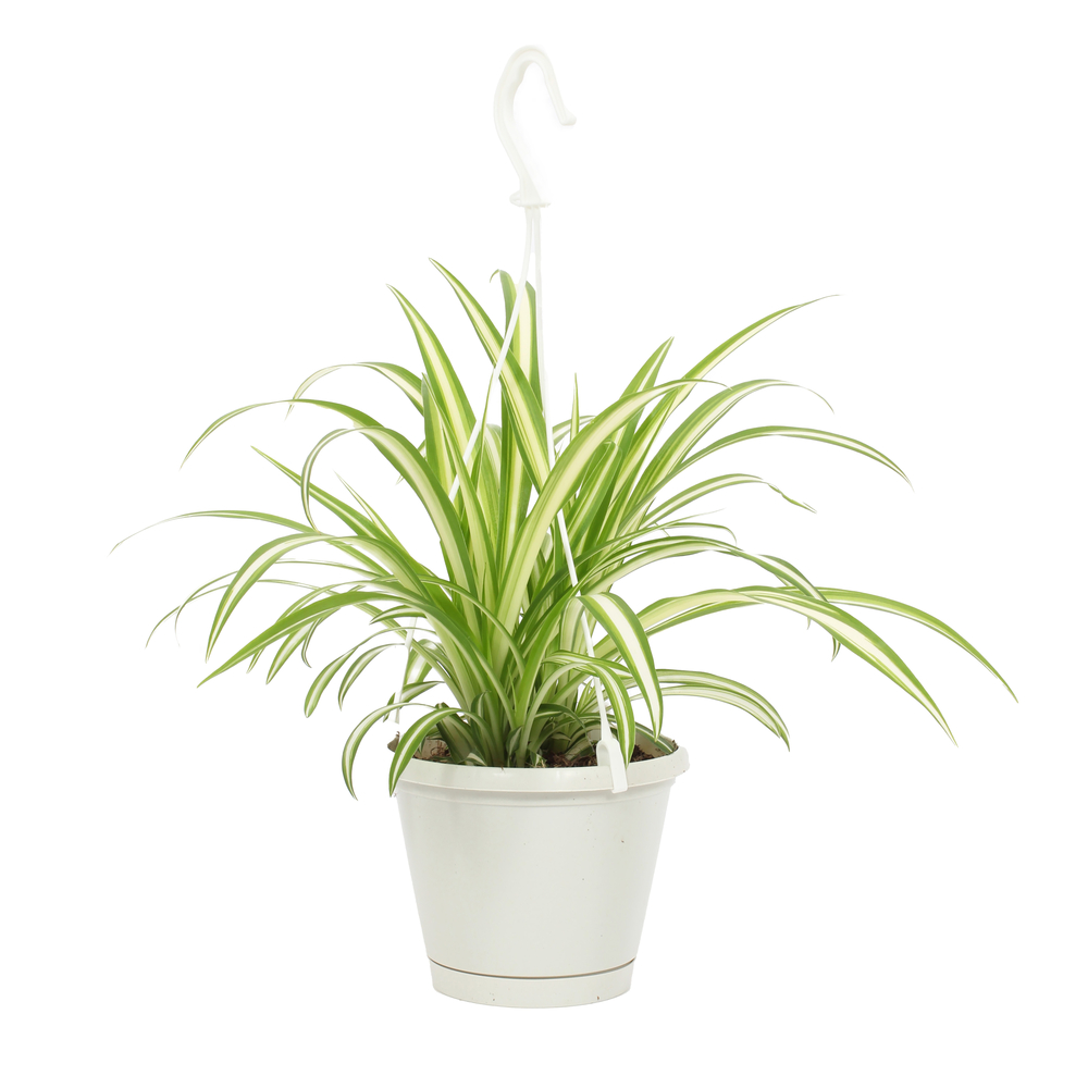  Plantes vertes, variétés variables - suspension pot D 12cm
