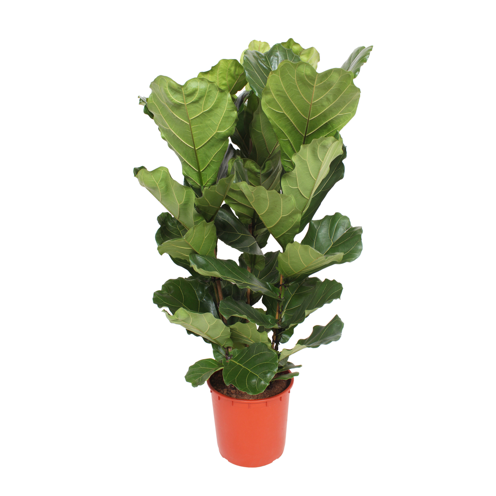 Ficus lyrata H150cm, 3 pieds : pot D34cm