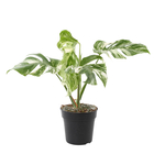 Philodendron Monstera deliciosa variegata : pot D17cm