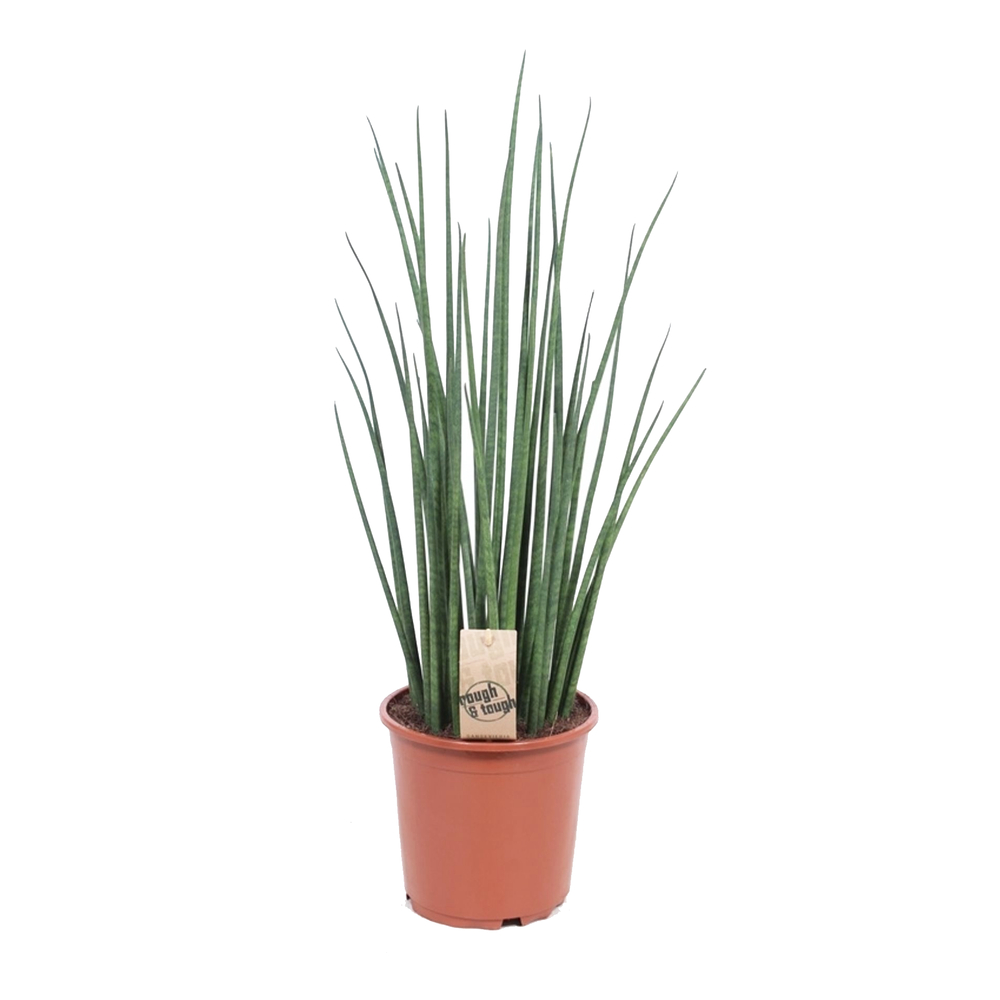 Sansevieria 'Mikado' : pot de D. 19 cm - H. 70 cm