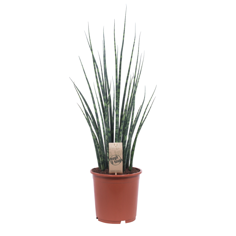 Sansevieria 'Mikado' : pot de D. 19 cm - H. 70 cm