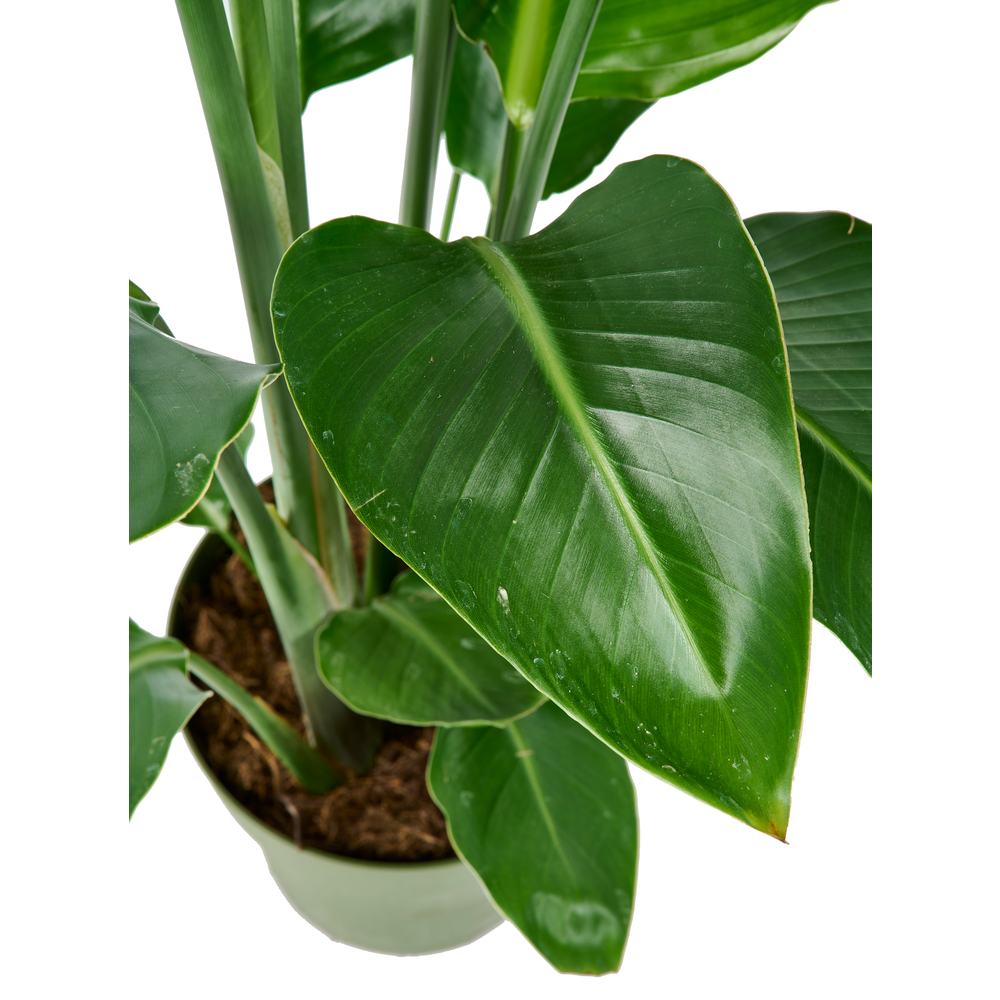 Strelizia 'Nicolai' : 3 pieds - pot de D.21cm - H.110/120 cm