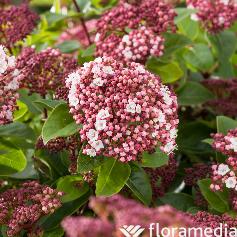 Viburnum tinus 'Lisarose'® : pot 10L