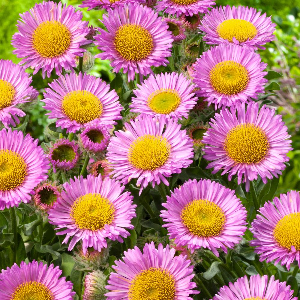 Vergerette 'Sea Breeze':pot 2L