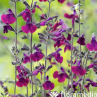 Salvia arbustive 'Nachtvlinder': pot de 2L