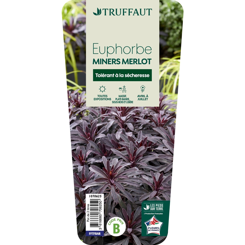 Euphorbe 'Miners Merlot' - Pot 2L