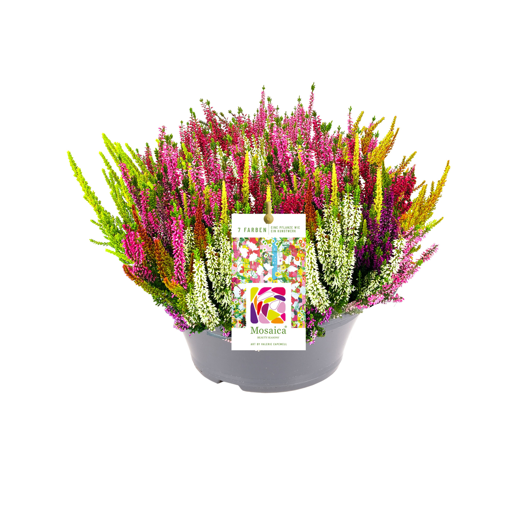 Calluna Beauty Ladies® 'Mosaica' - coupe D23cm