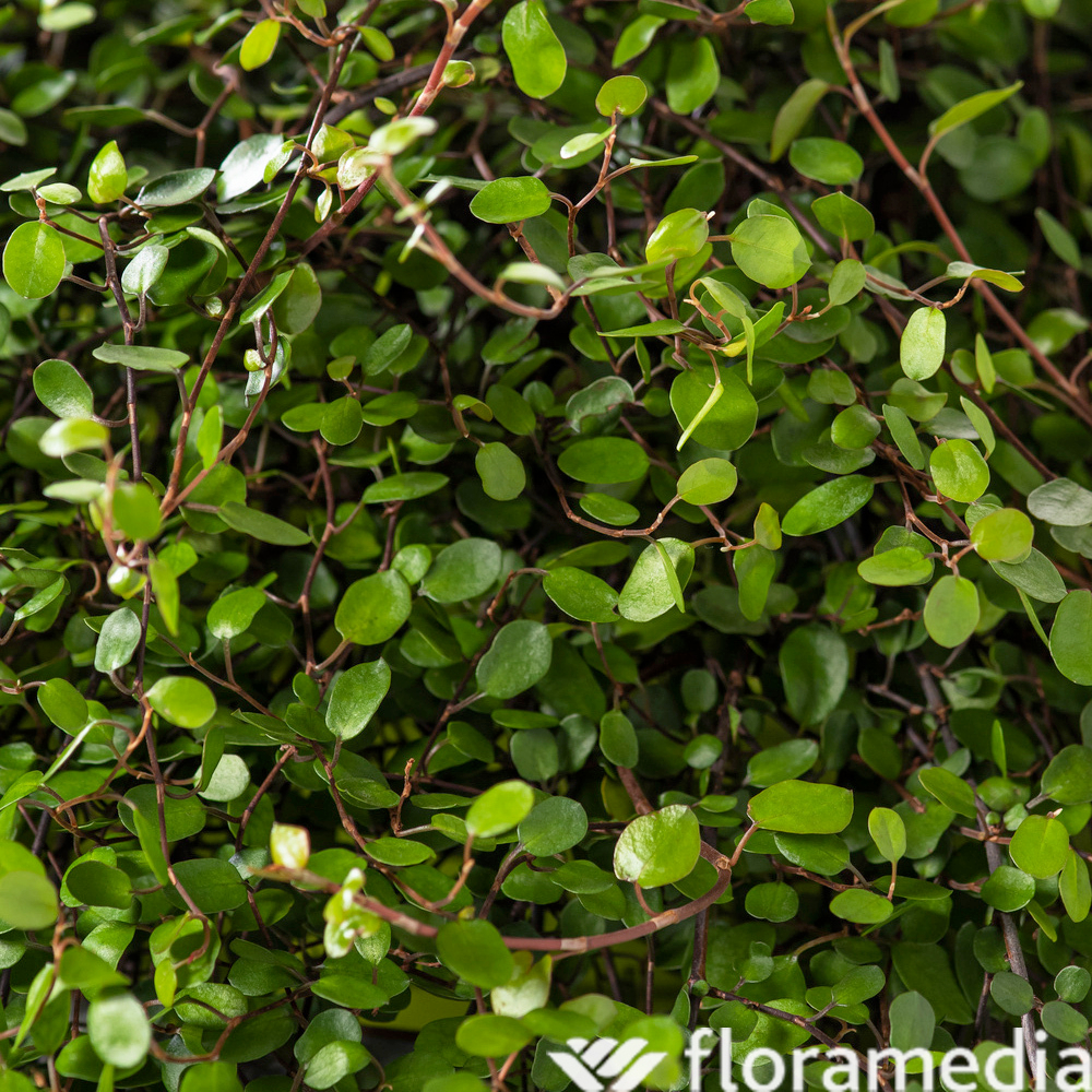 Muehlenbeckia complexa - Pot D 12cm