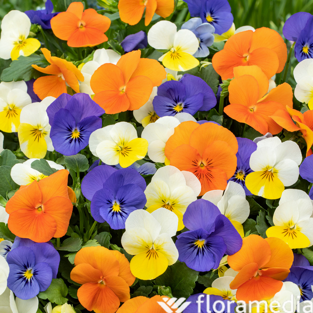 Pensée : barquette de 6 mottes