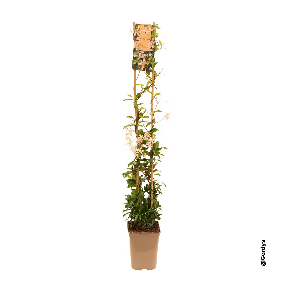 Trachelospermum jasminoides sur échelle, variétés variables : pot 3L