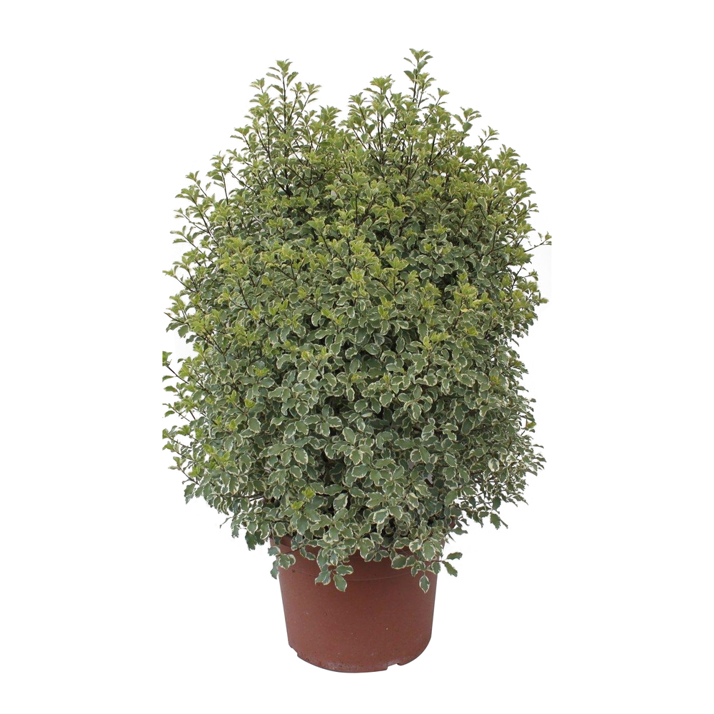Pittosporum tenuifolium 'Variegatum' - Pot D 33cm