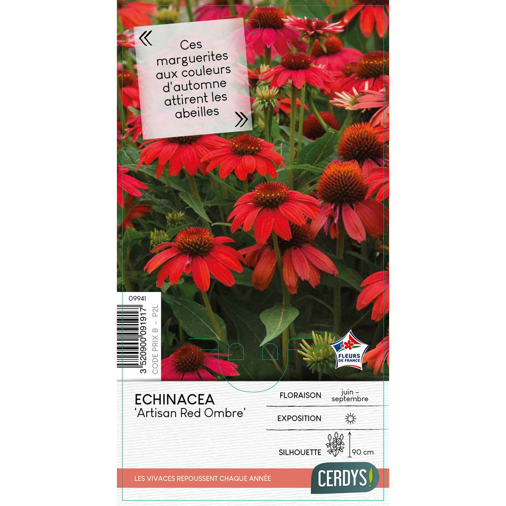 Echinacea Artisan™ 'Red Ombre' : pot 2L