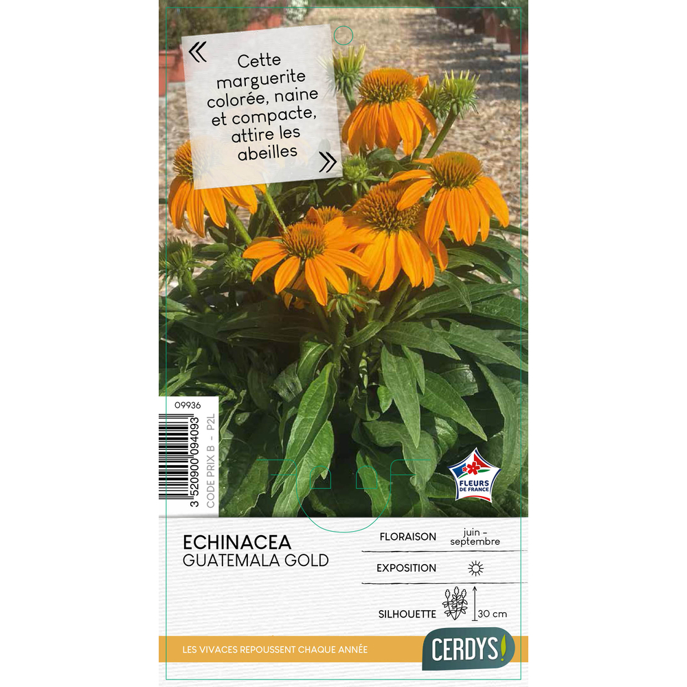 Echinacea 'Guatemala® Gold' : pot 2L