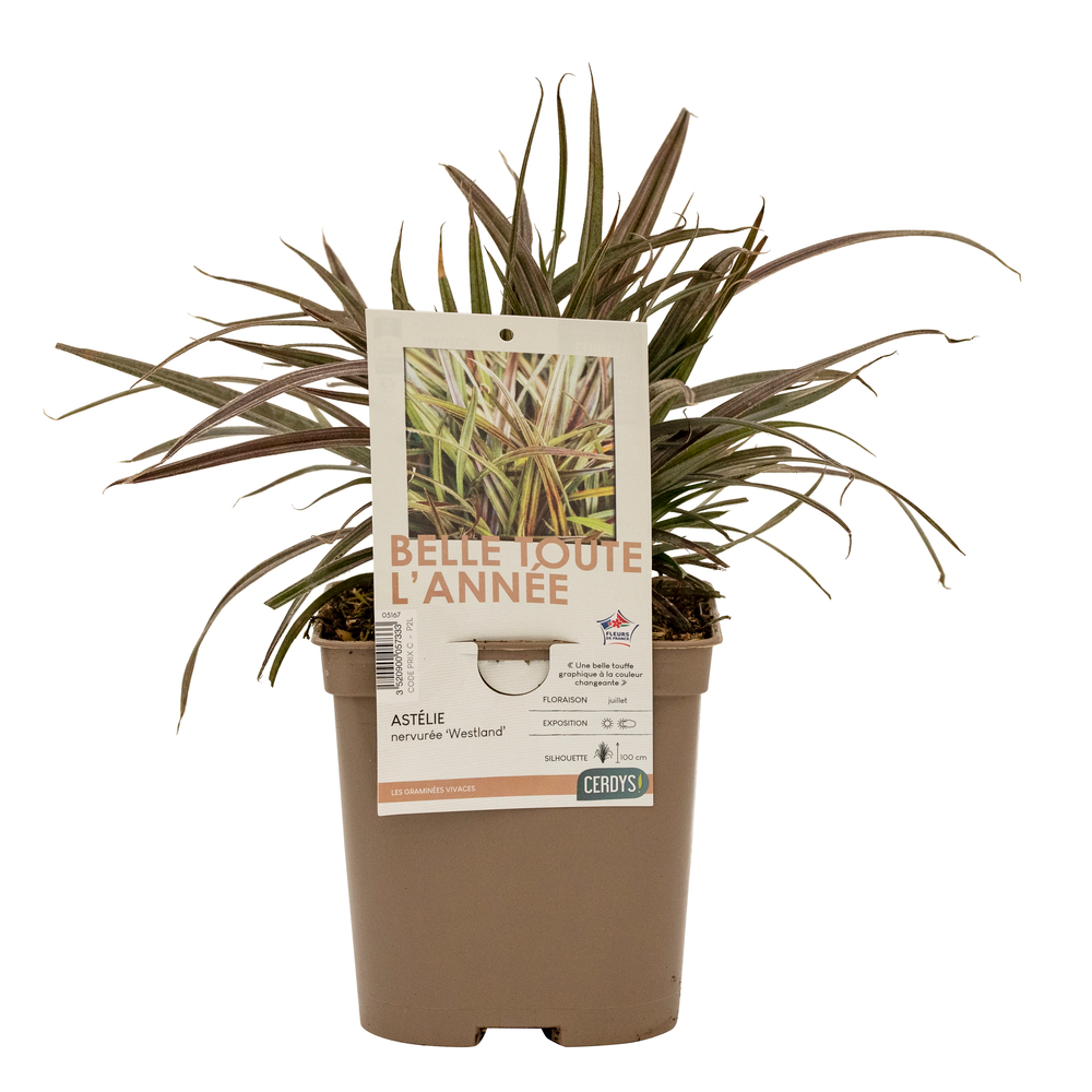 Astelia nervosa 'Westland' : pot 2L