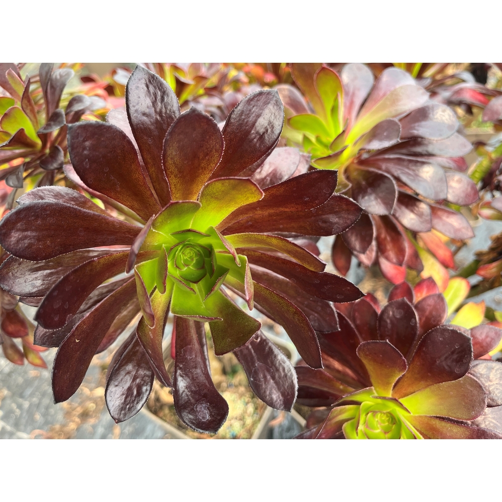 Aeonium arboreum, variétés variables : pot 0,5L