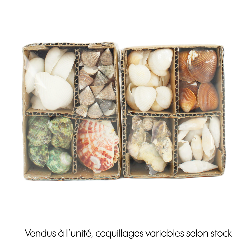 mix coquillage 12x9x6cm - 2 modèles possibles