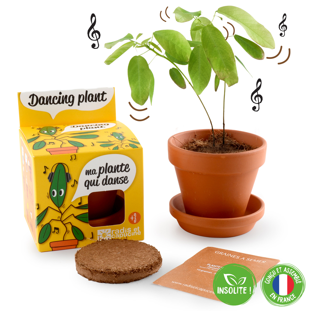 Kit de plantation pot en terre cuite 
