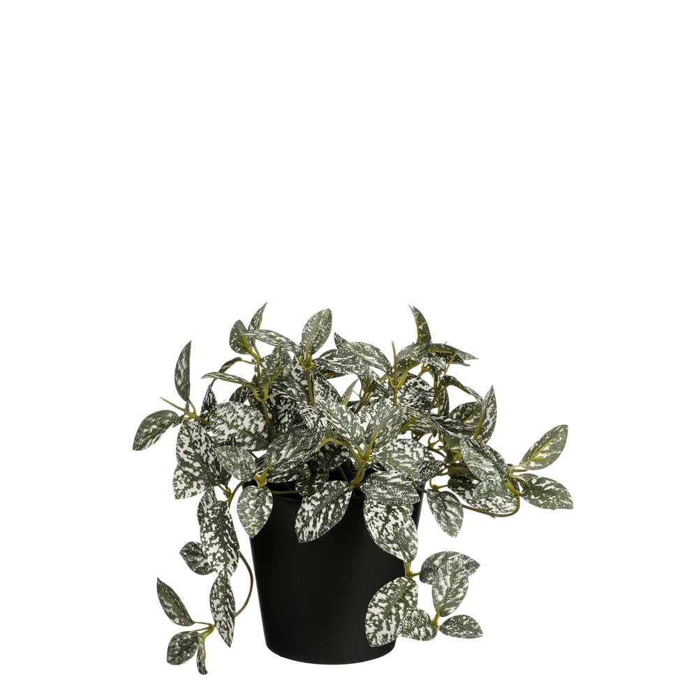 Plante artificielle en pot 'Fittonia', coloris vert panaché - D.16cm