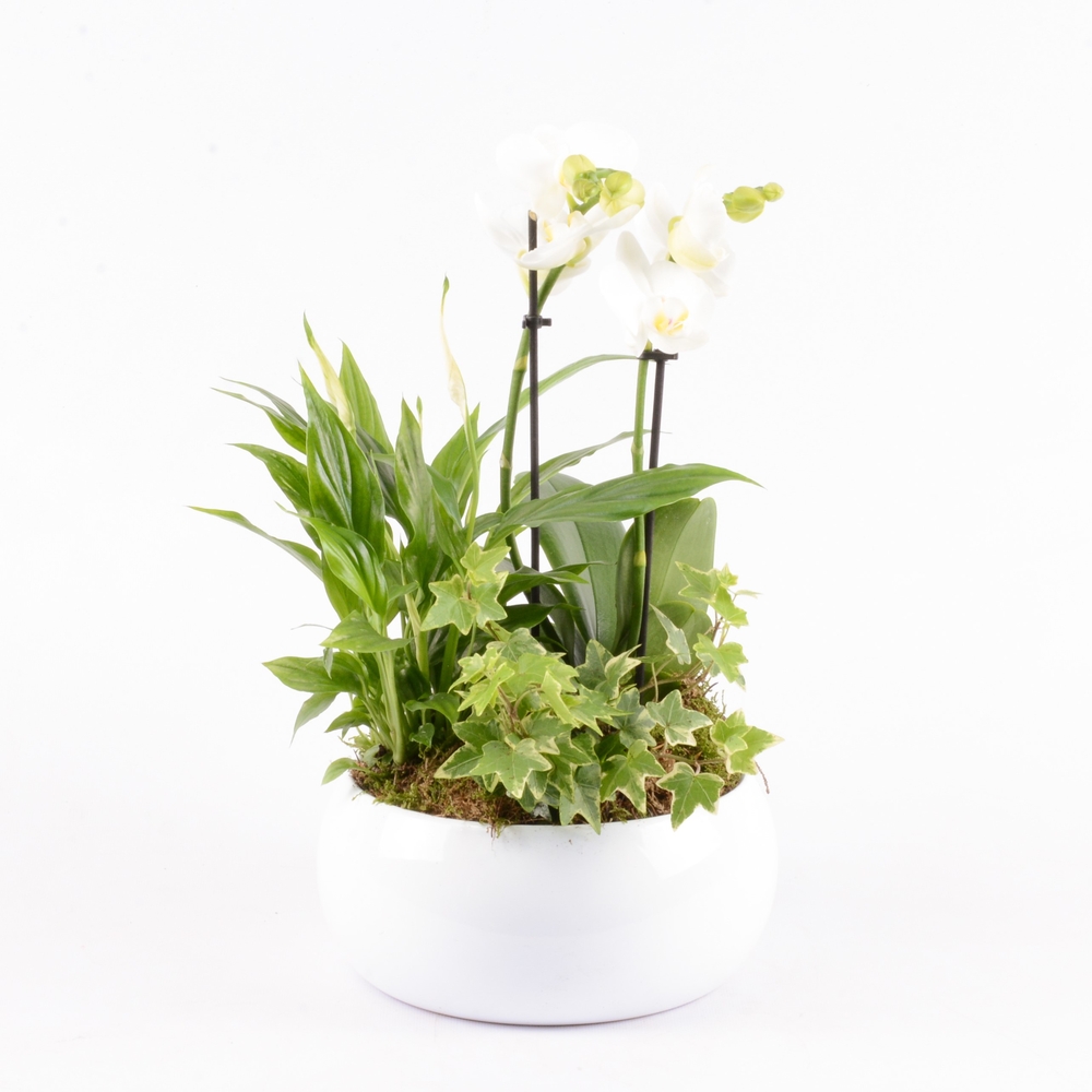 Composition orchidée et 3 plantes : pot D.20cm