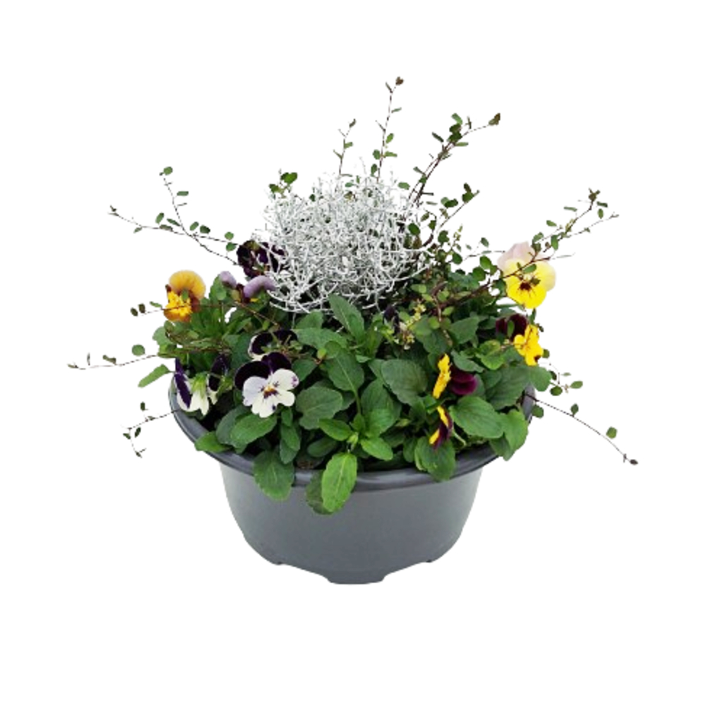 Composition de viola avec feuillage : pot D.23cm